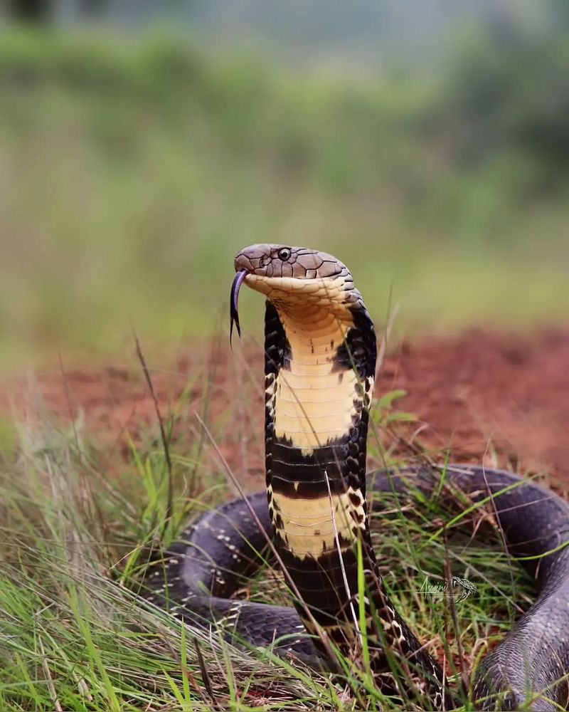 3. King Cobra