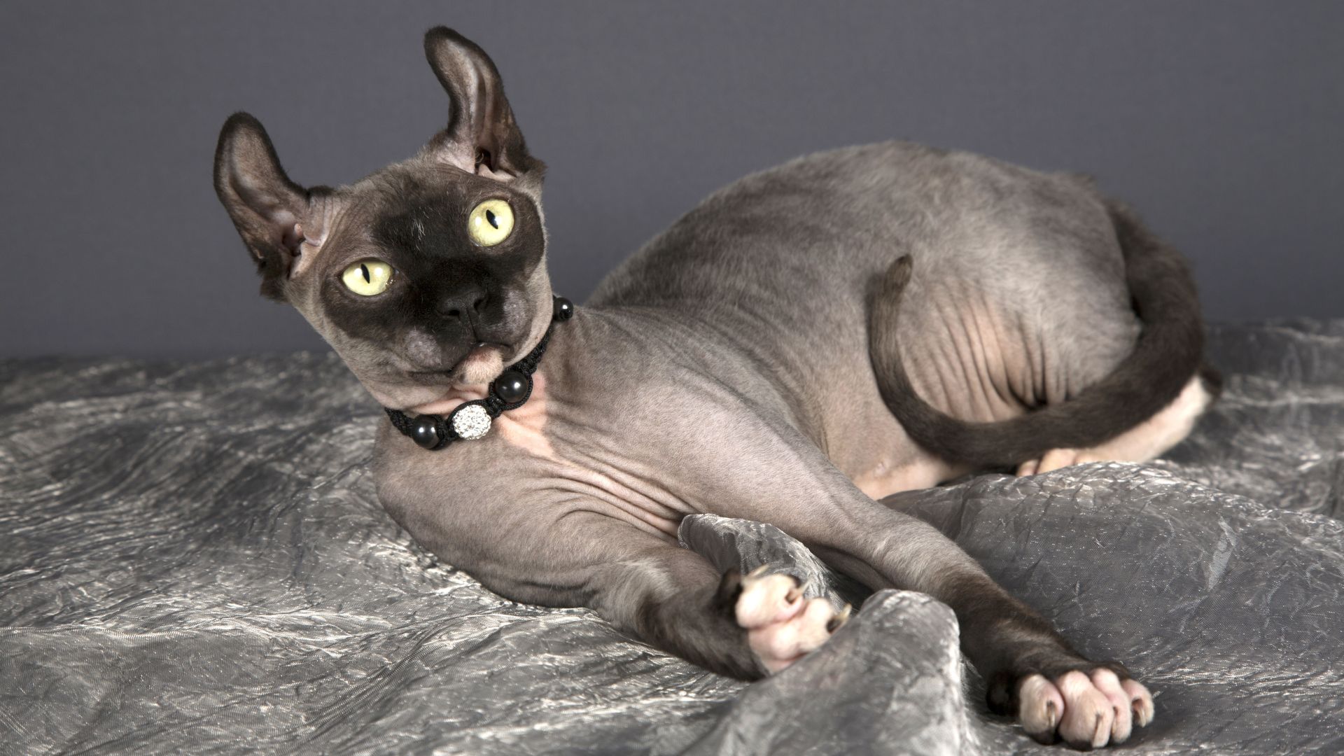 34 Rare And Exotic Cat Breeds I Bet You’ve Never Heard Of