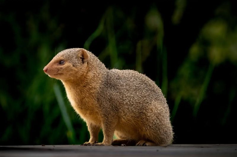 4. Mongoose