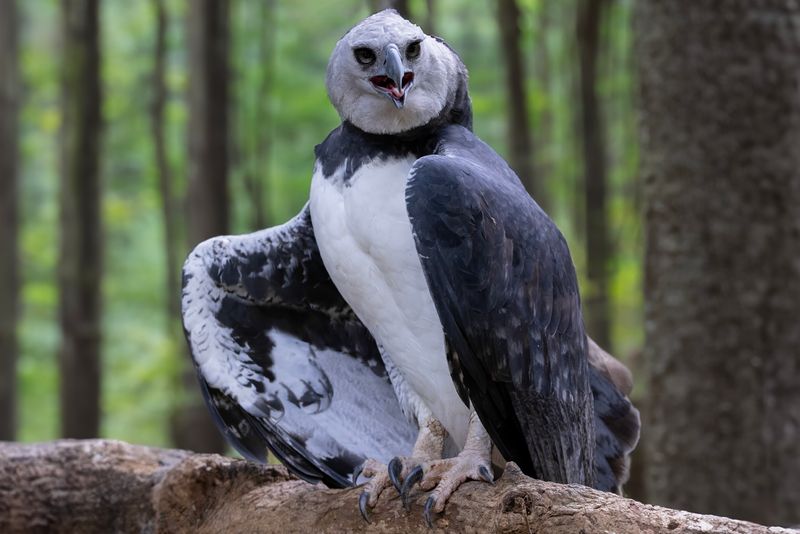 5. Harpy Eagle