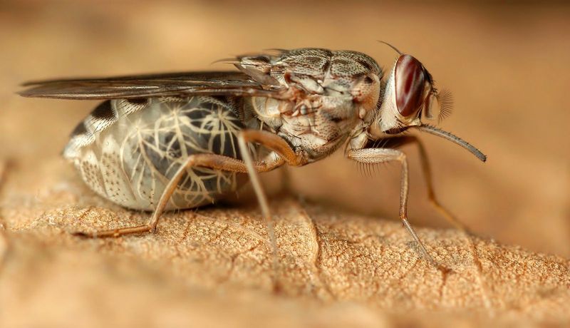 5. Tsetse Flies