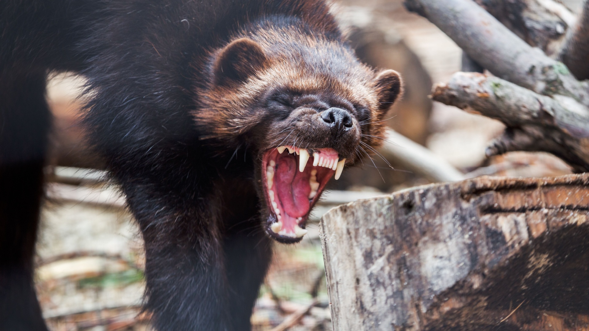 6 U.S. States Where You Can Spot Wolverines And What You Need To Know