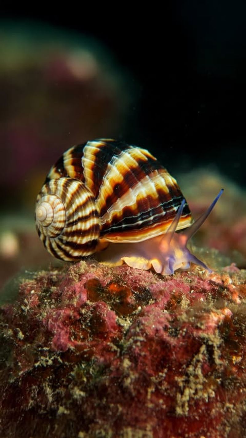 6. Freshwater Snails