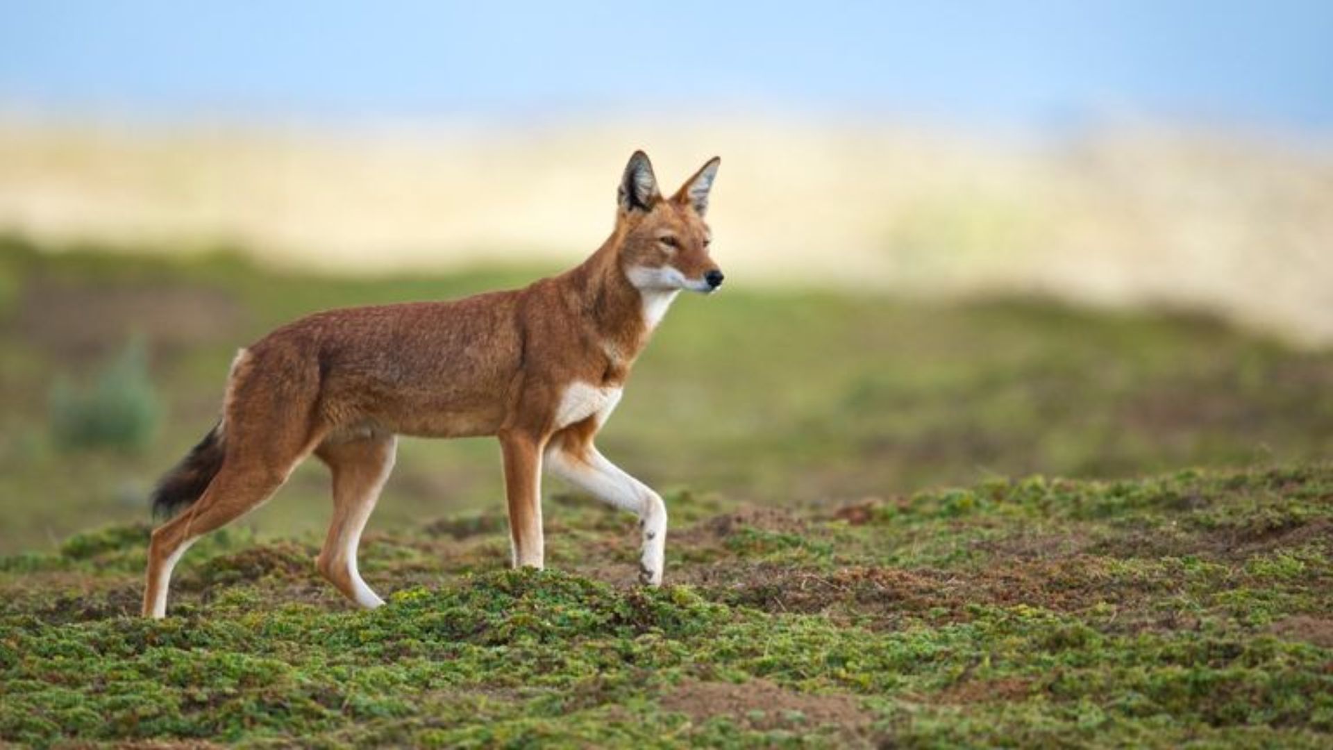 7 Fascinating Types Of Wild Dogs Around The World