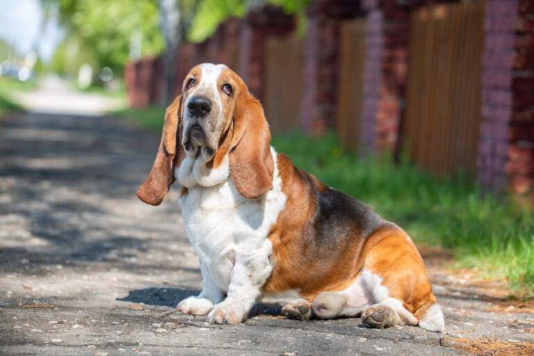 7 Gorgeous Basset Hound Coat Colors That Will Steal Your Heart