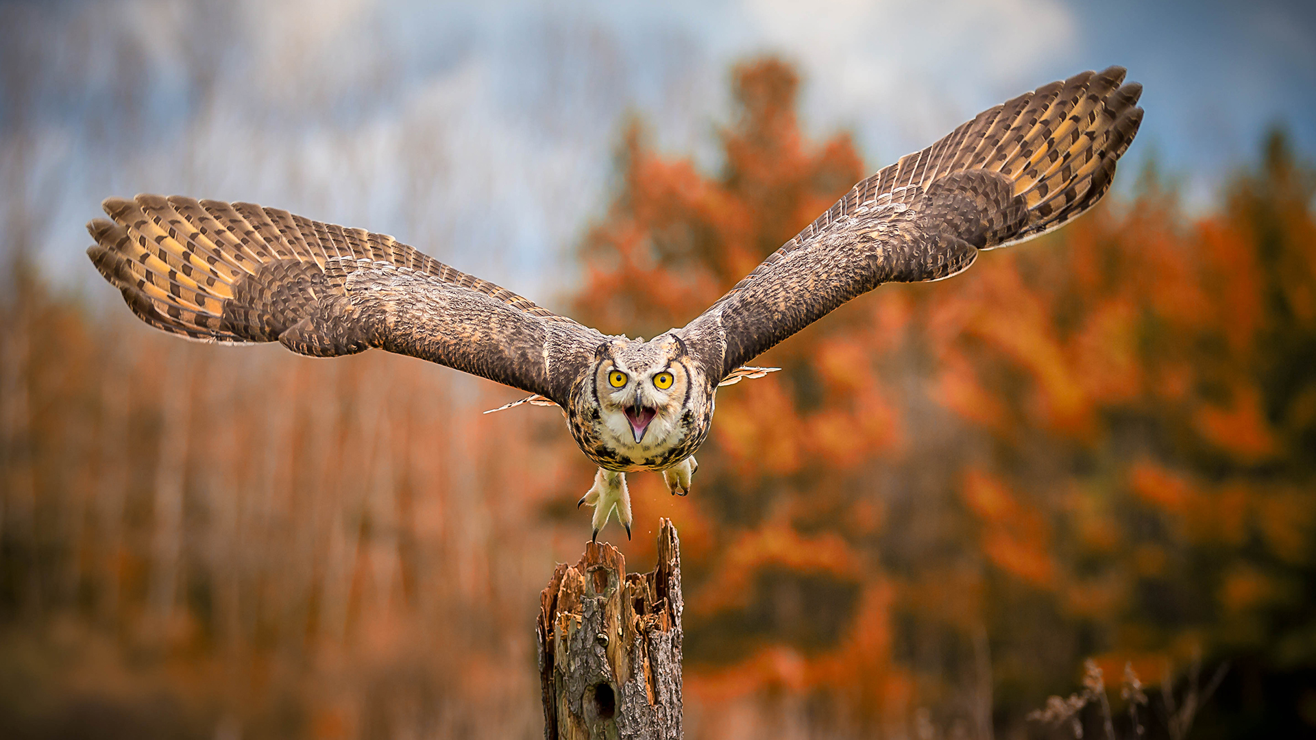 7 Mind-Blowing Wildlife Photos Of Owls That Prove They’re The Coolest Birds Ever