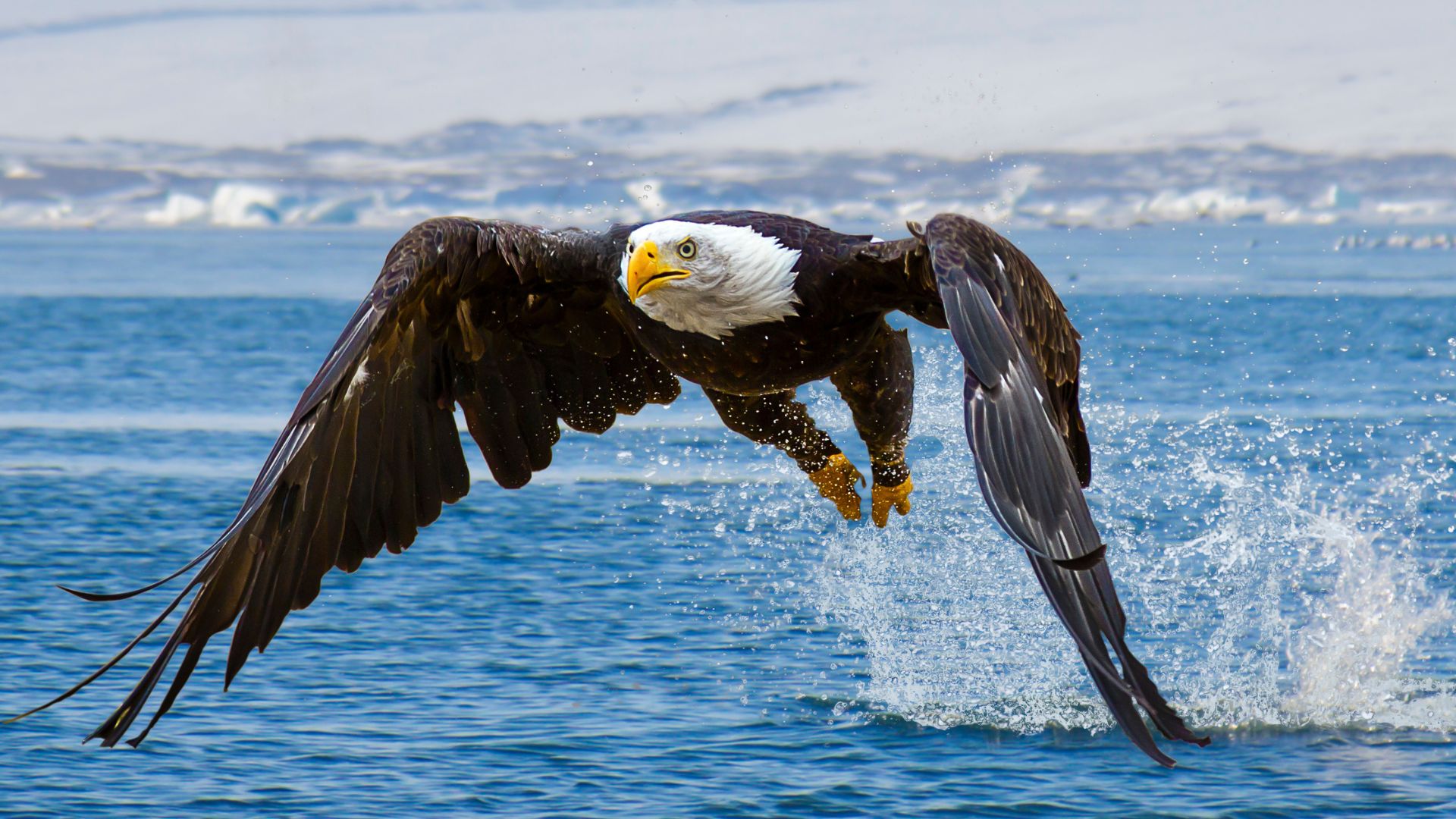 7 Powerful Birds Whose Strength Might Shock You