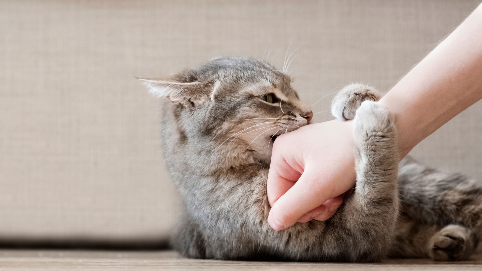 7 Tips To Stop Your Cat From Biting And Scratching You