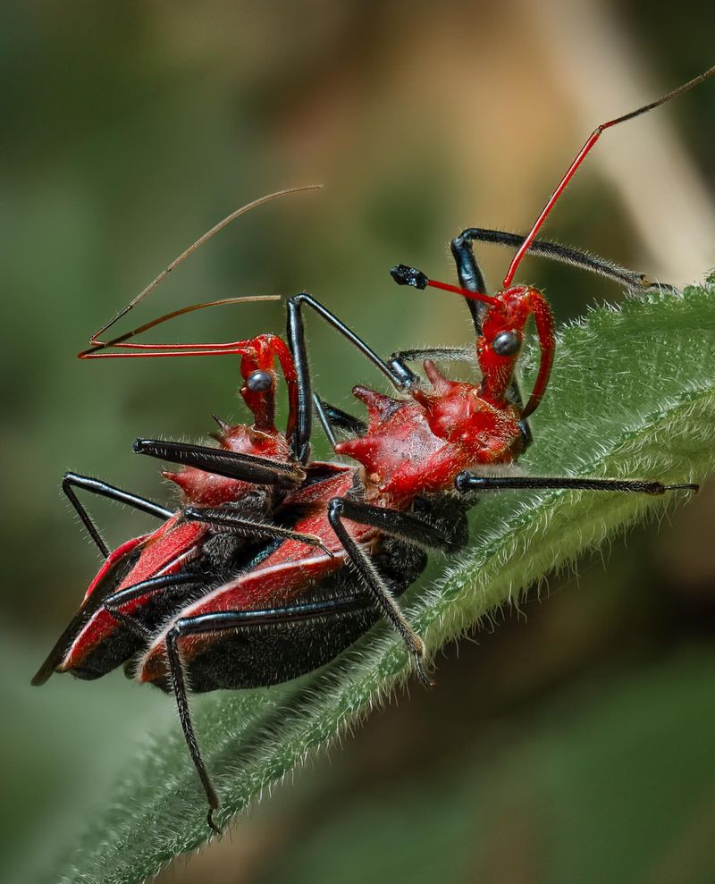 7. Assassin Bugs