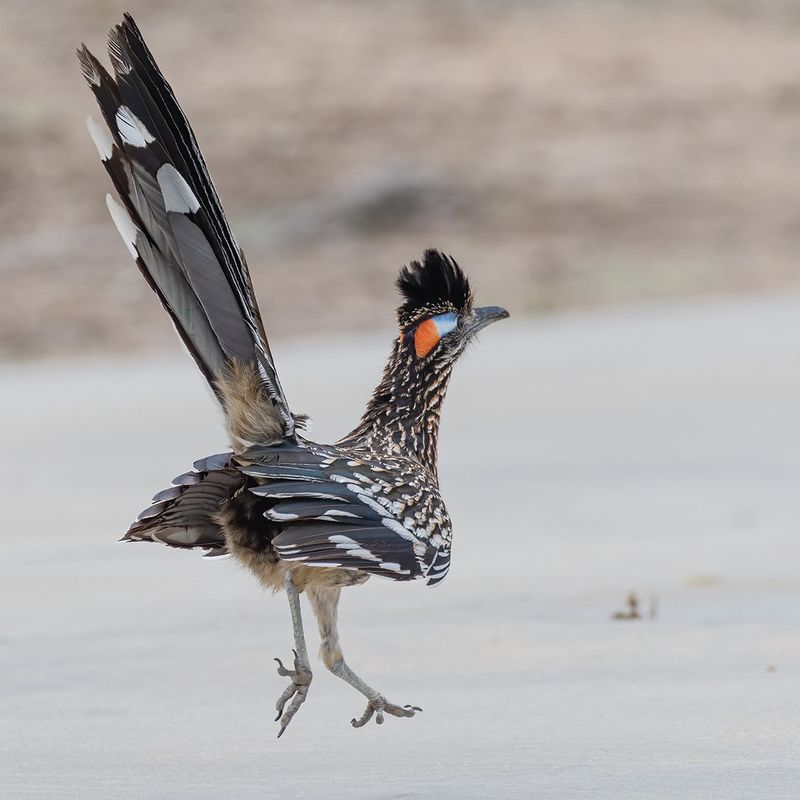 7. Roadrunner