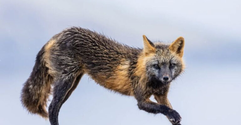 8 Animals That Slowly Embrace City Living