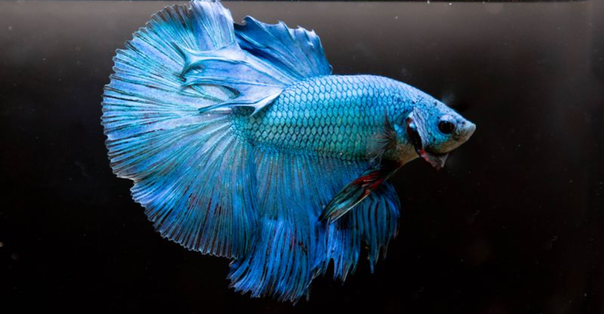 8 Best Blue Fish You Can Buy For Your Aquarium