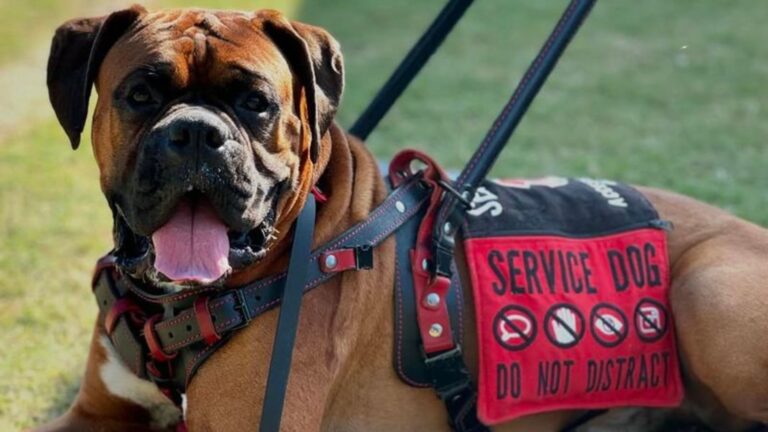 8 Dog Breeds That Make The Best Therapy And Service Animals