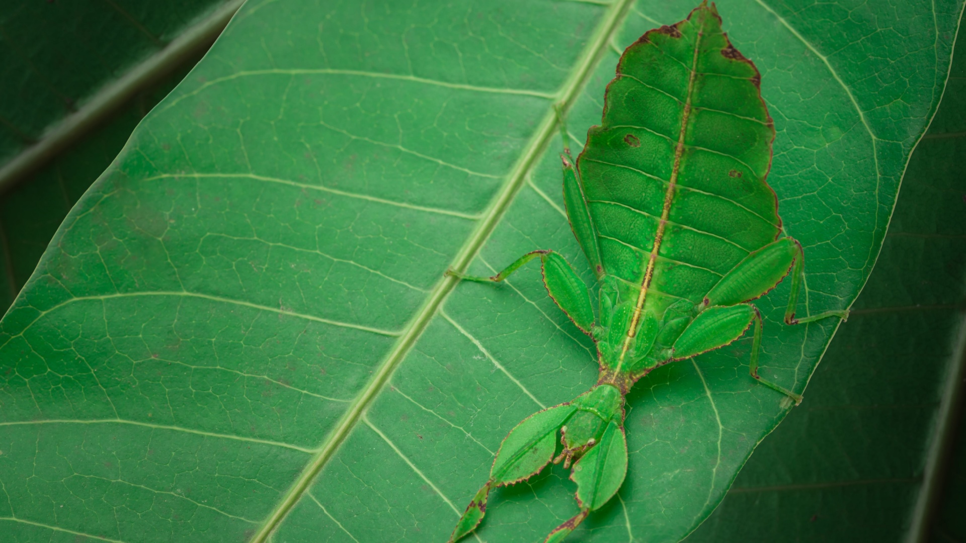 8 Incredible Animals That Look Exactly Like Leaves