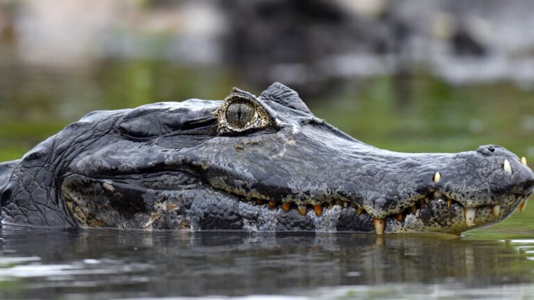 8 Louisiana Lakes Where Alligator Populations Thrive