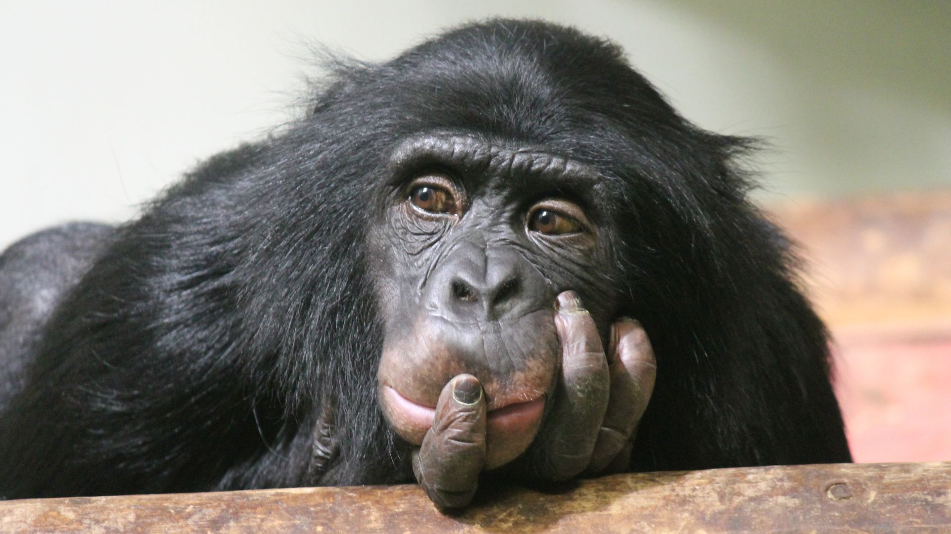 8 Surprising Animals With The Worst Memory In The World