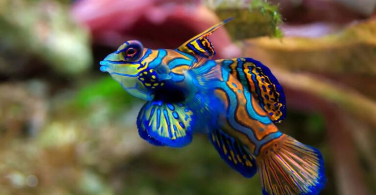 8 Breathtakingly Beautiful Animals That Will Leave You Speechless