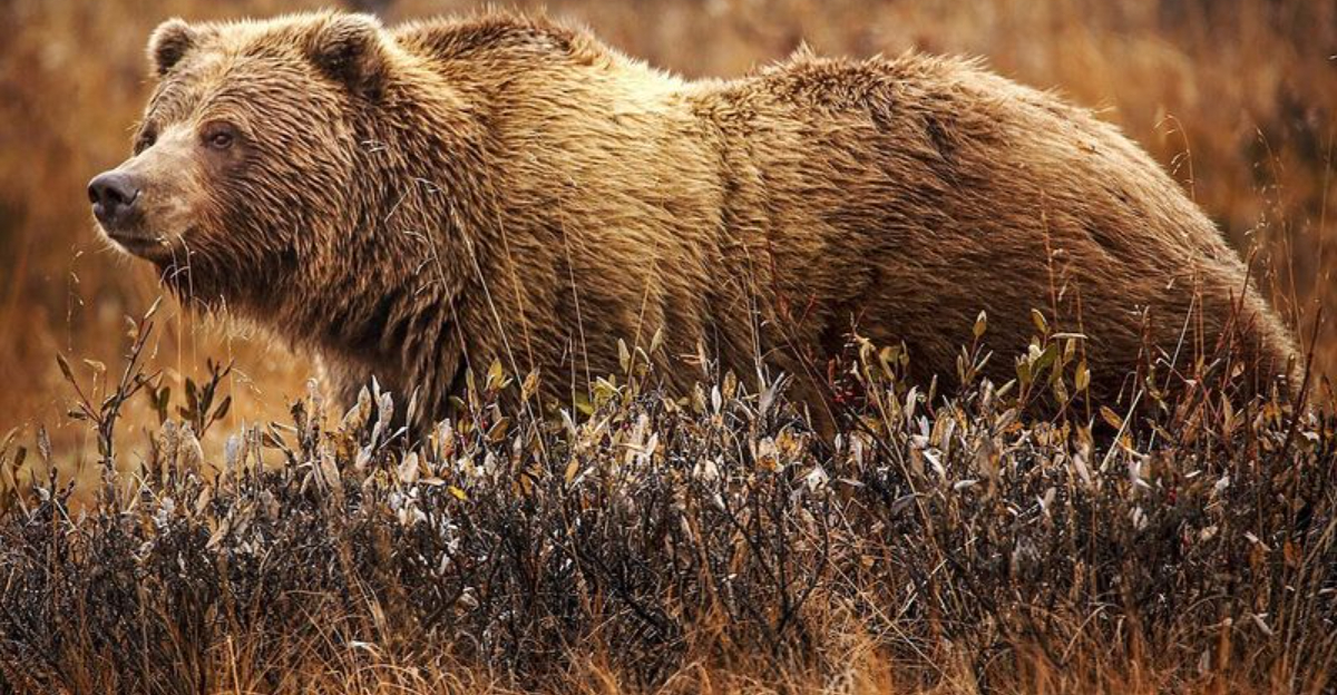 8 Giant Bears That Once Ruled Across America