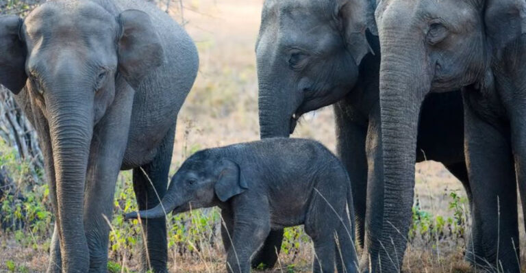 8 Incredible Animals Whose Parenting Skills Will Blow Your Mind