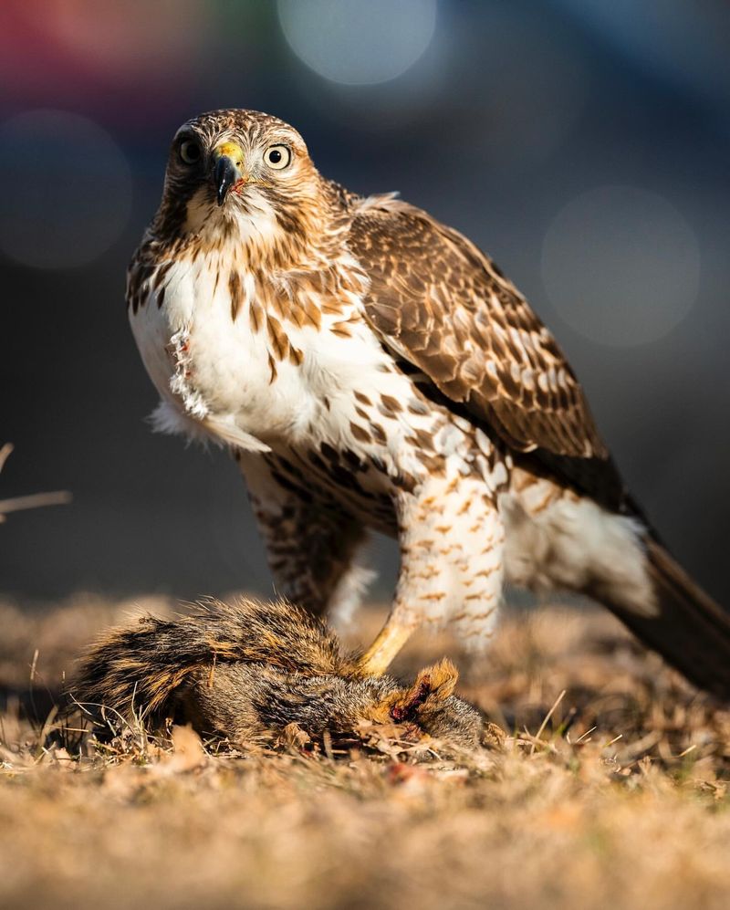 8. Red-tailed Hawk