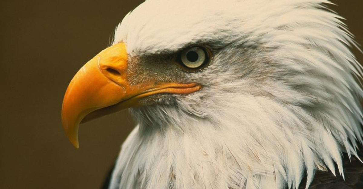 9 Amazing Bald Eagle Facts That Will Change The Way You See Them