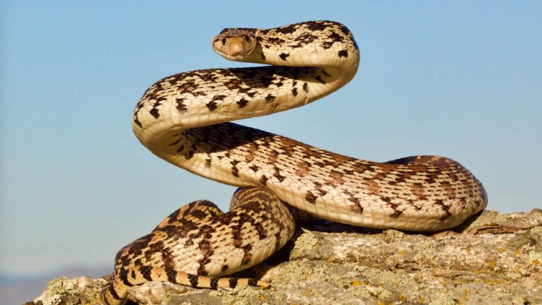 9 Amazing Facts About Yellowstone's Largest And Most Impressive Snake