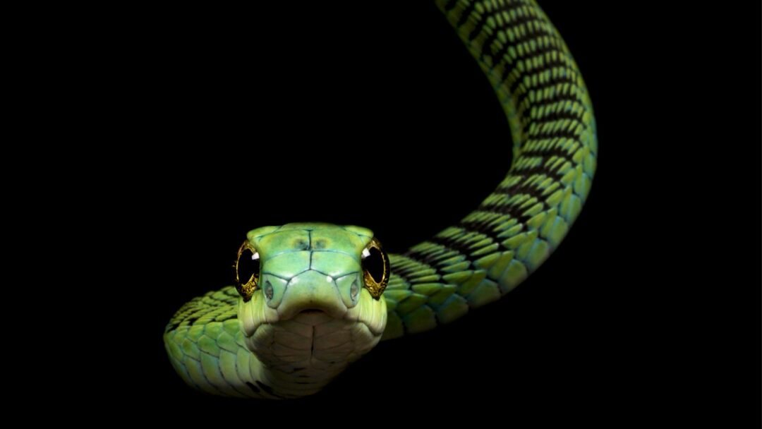 11 Incredible Animals With Jaw-Dropping Jumping Skills