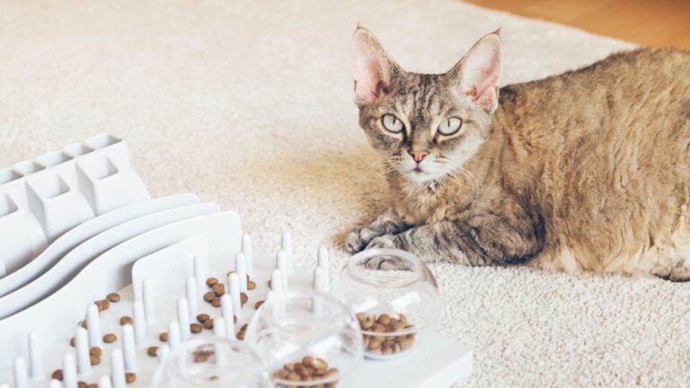 9 Brilliant Cat Breeds That Will Impress You With Their Puzzle-Solving Skills