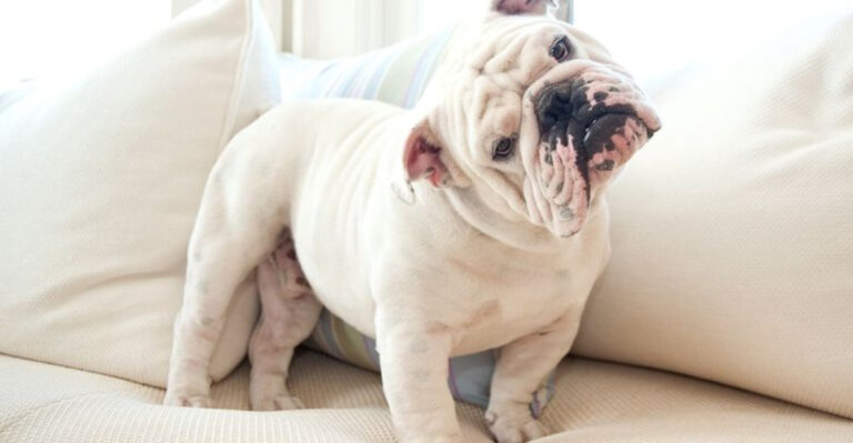 9 English Bulldog Coats That Will Take Your Breath Away