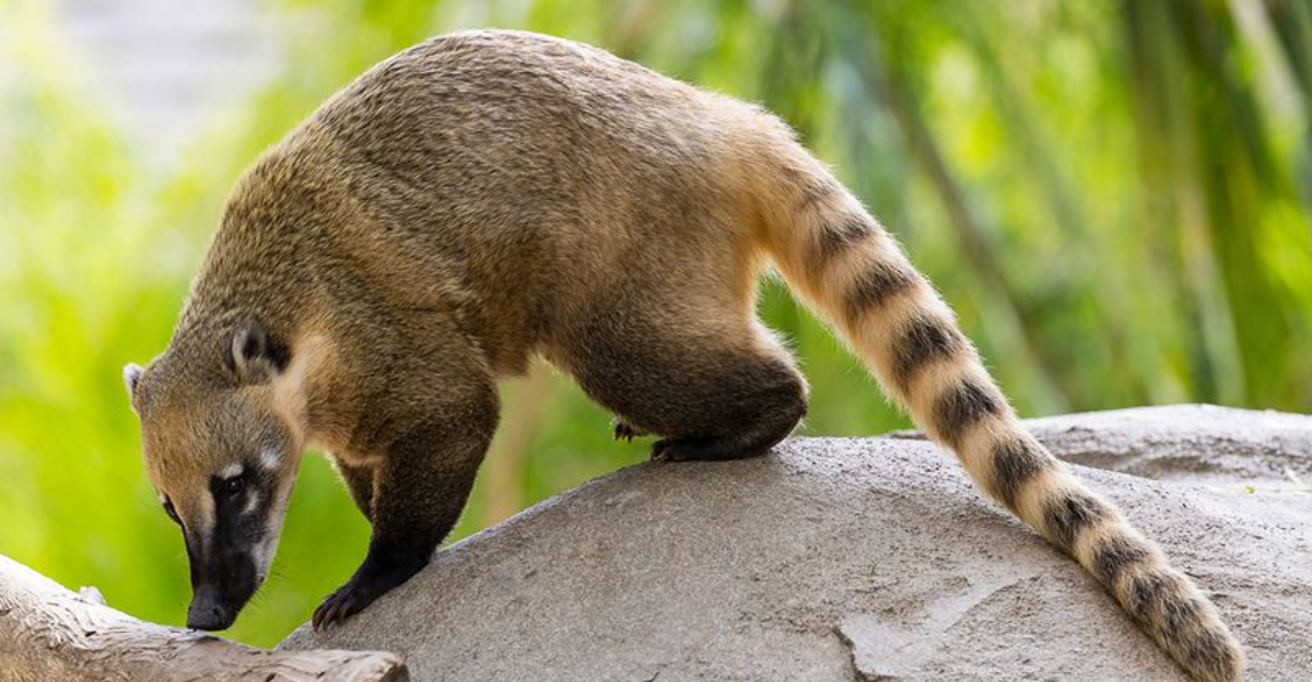 9 Fascinating Animals That Resemble Raccoons