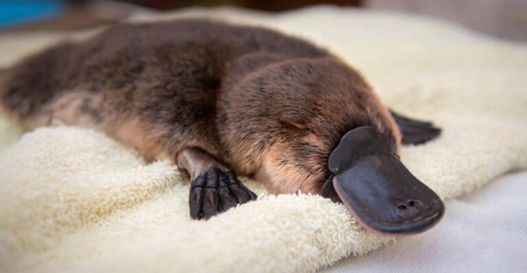 9 Lethally Toxic Animals You Shouldn't Touch No Matter What