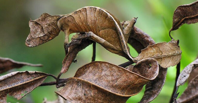 9 Masters Of Disguise Animals That Fool Their Predators