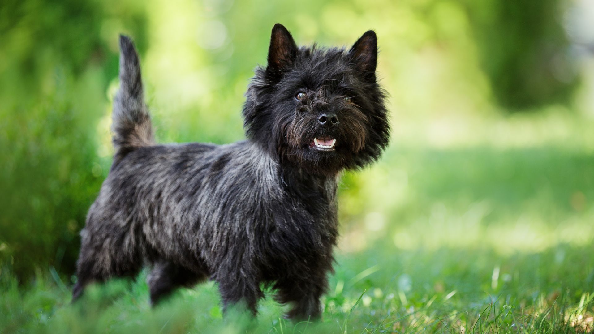 9 Medium-Sized Terrier Breeds That Will Steal Your Heart