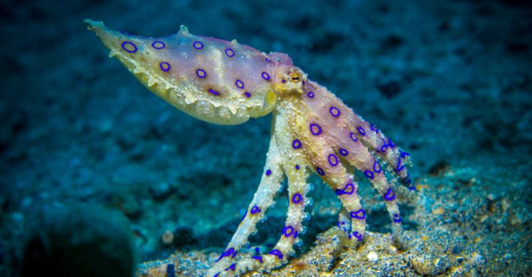 9 Rare And Unique Octopus Species Found Around The World