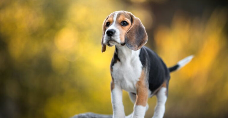 9 Stubborn Dogs That Require Extra Training And Patience