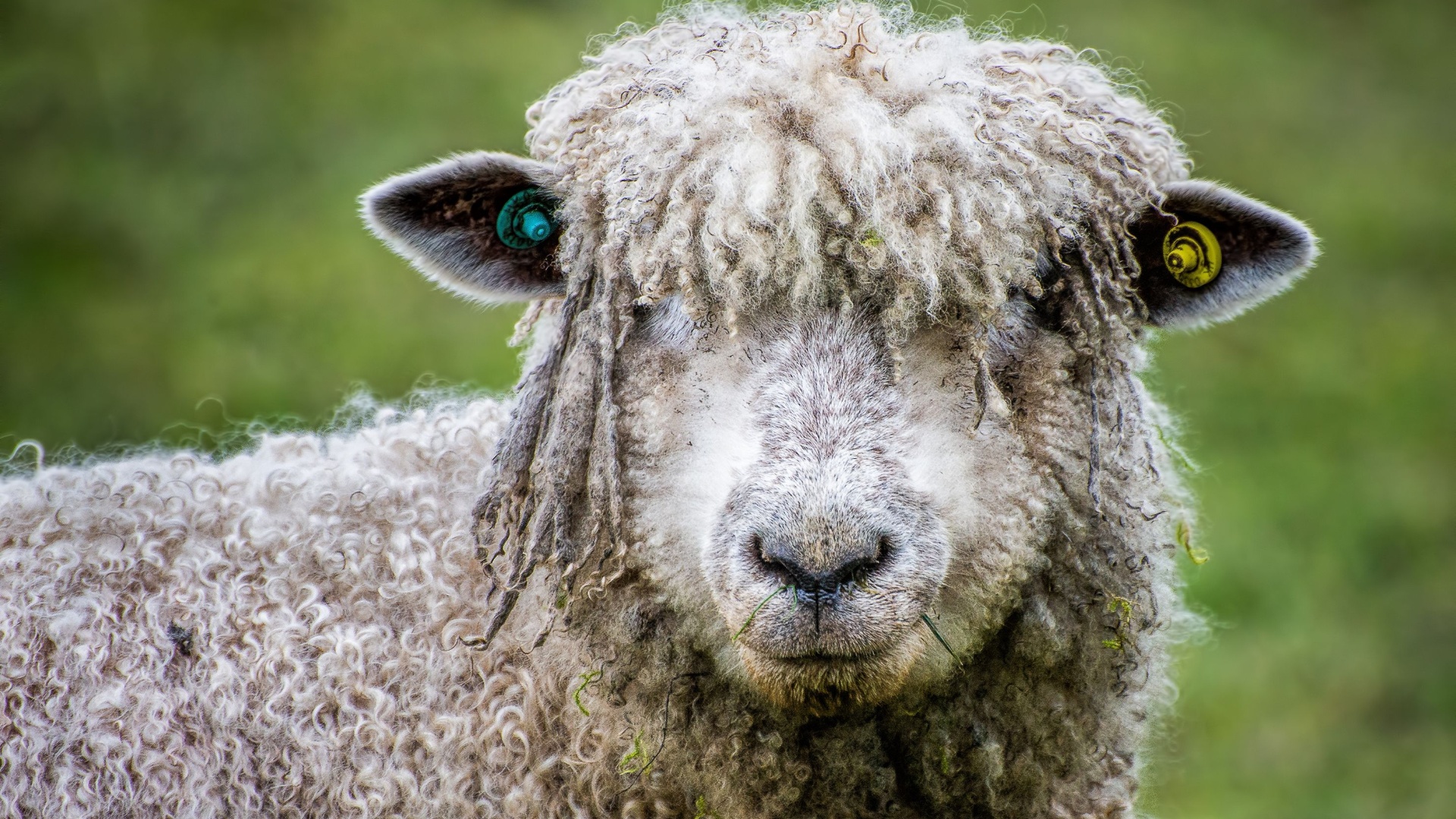 9 Unique Sheep Breeds And The Amazing Qualities Of Their Wool