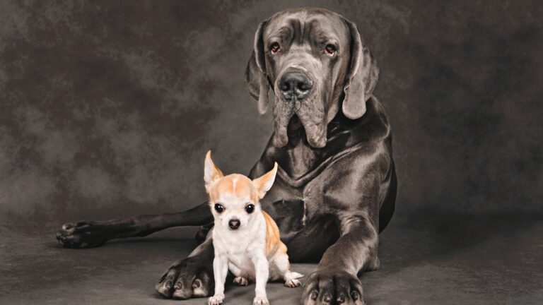 9 Things About The Great Dane And Chihuahua Mix I Bet You Didn’t Know