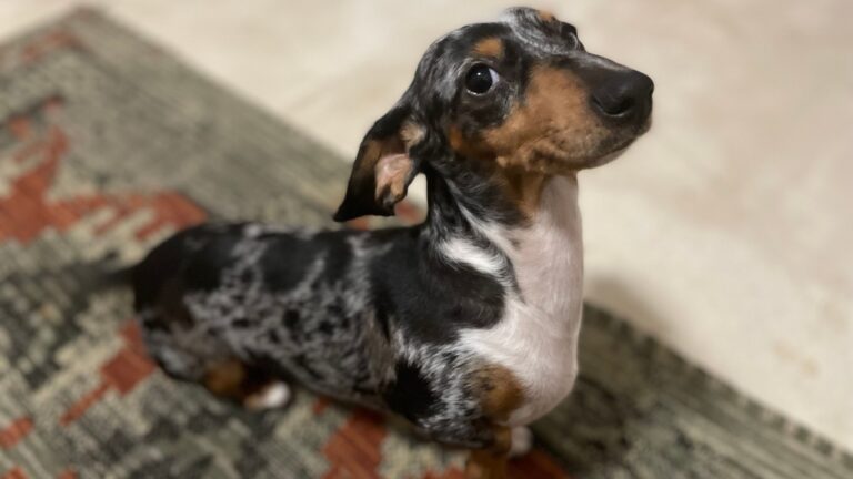 Dachshund
