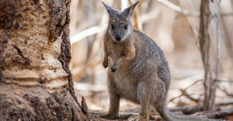 9 Animals With No Survival Instincts That Are Shockingly Vulnerable