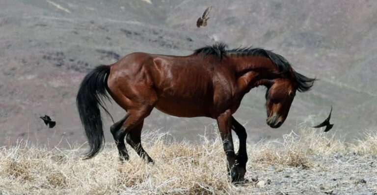 9 High-Energy Horse Breeds That Need Extra Training And Discipline
