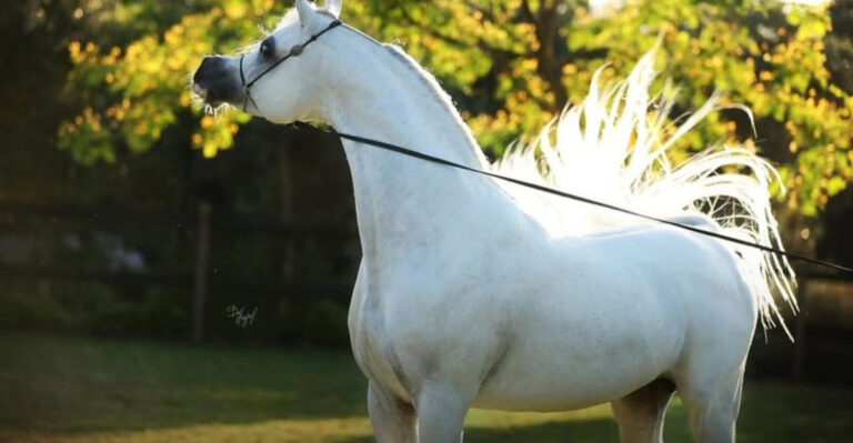 9 Horse Breeds Prone To Aggression And How To Handle Them