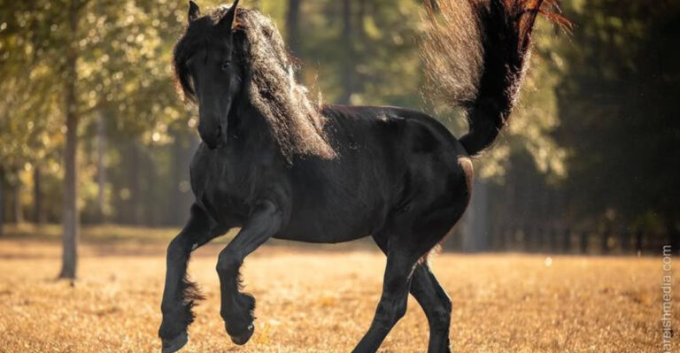 9 Most Intelligent Horse Breeds On Earth