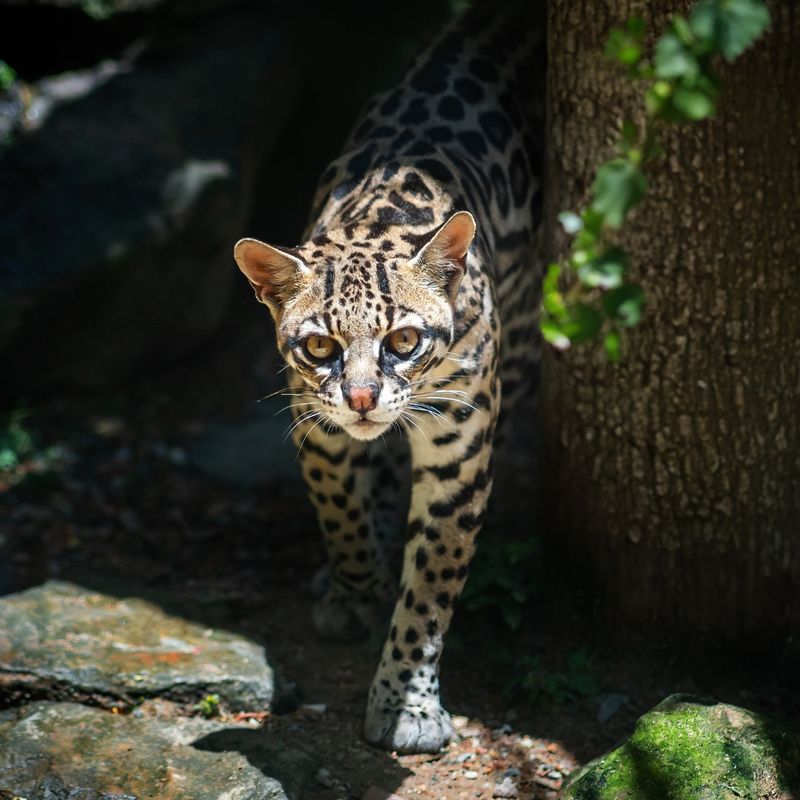 9. Ocelot