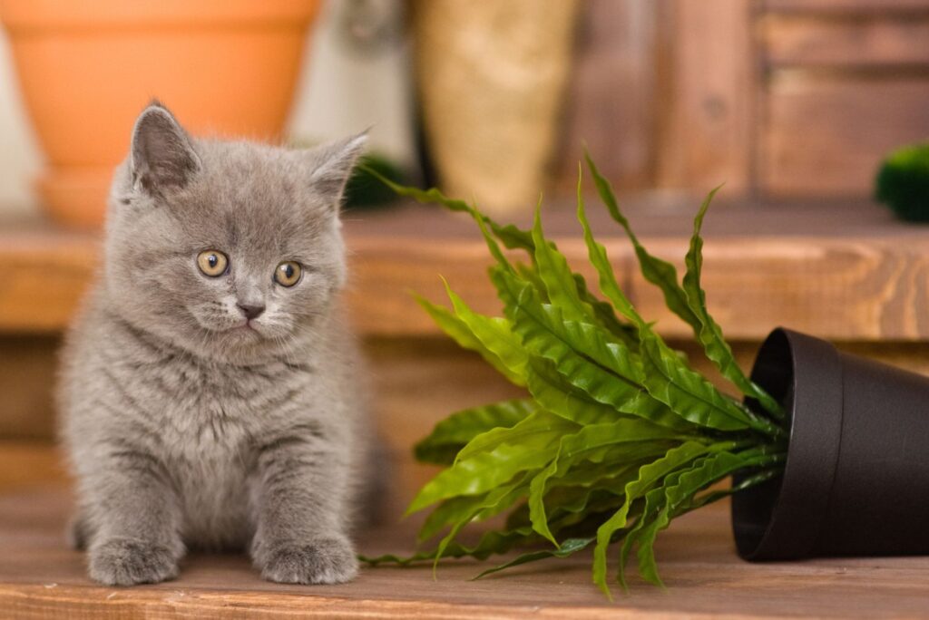 A kitten stands next to fallen flowers