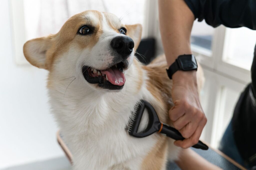 A man is combing a corgi