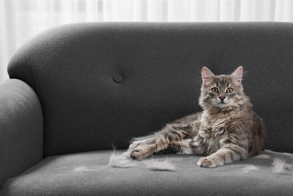 A shedding cat sits on the couch