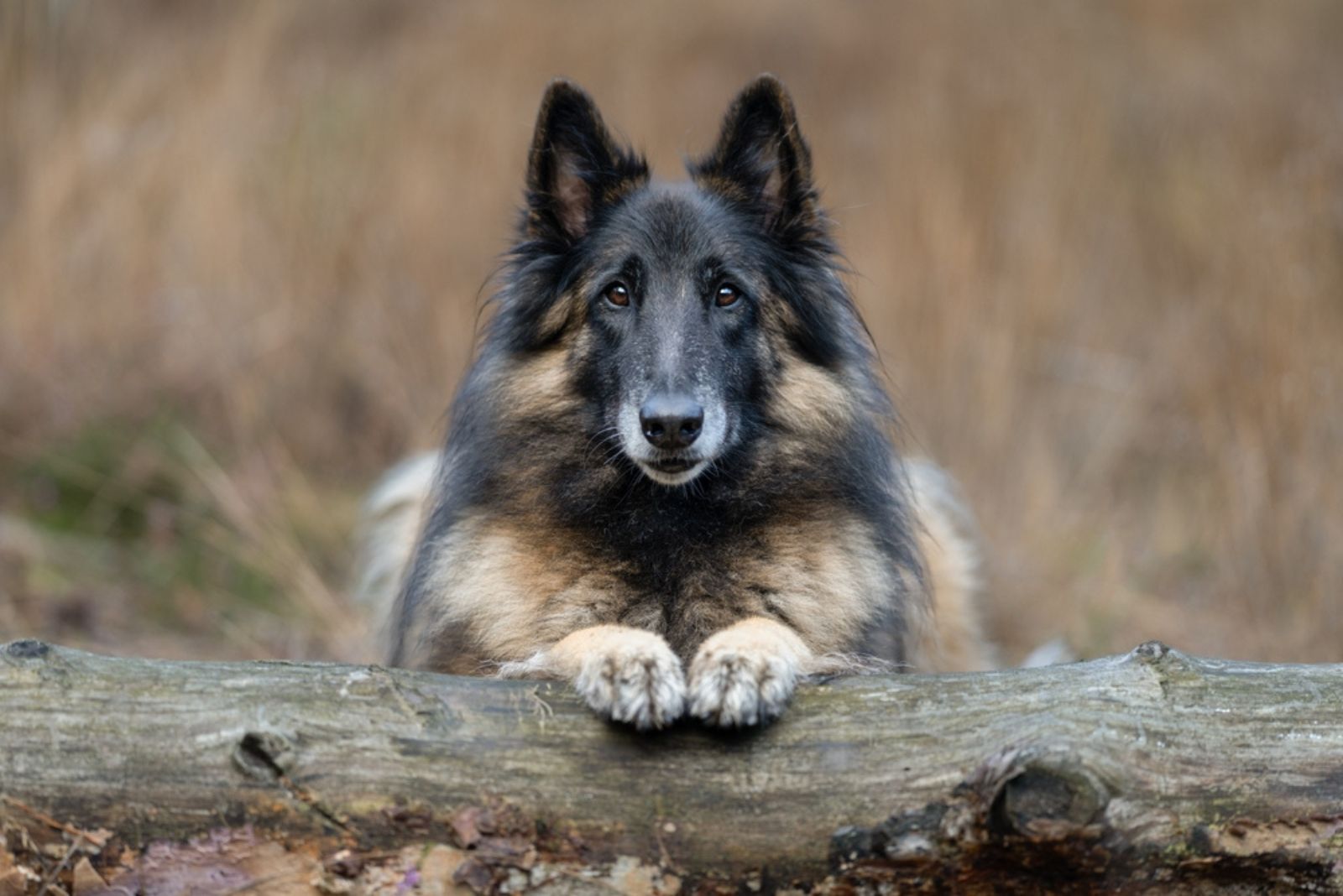 A tervuren shepherd dog