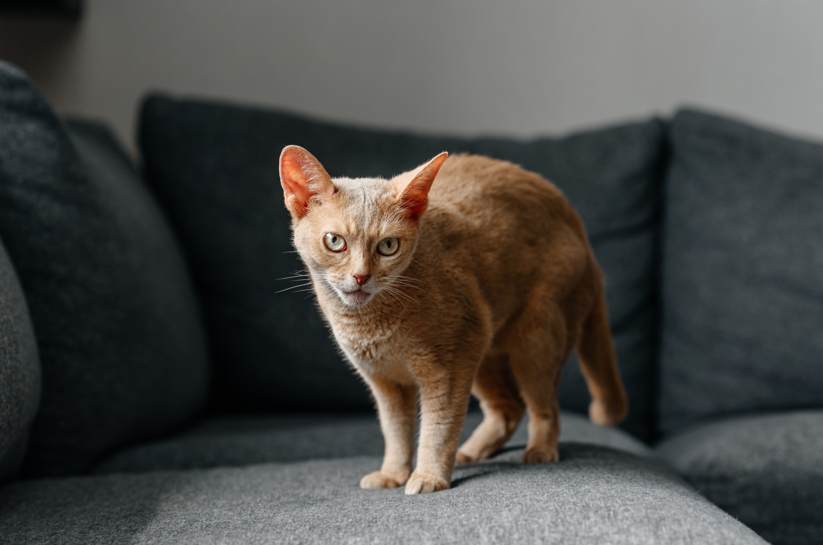 Abyssinian cat