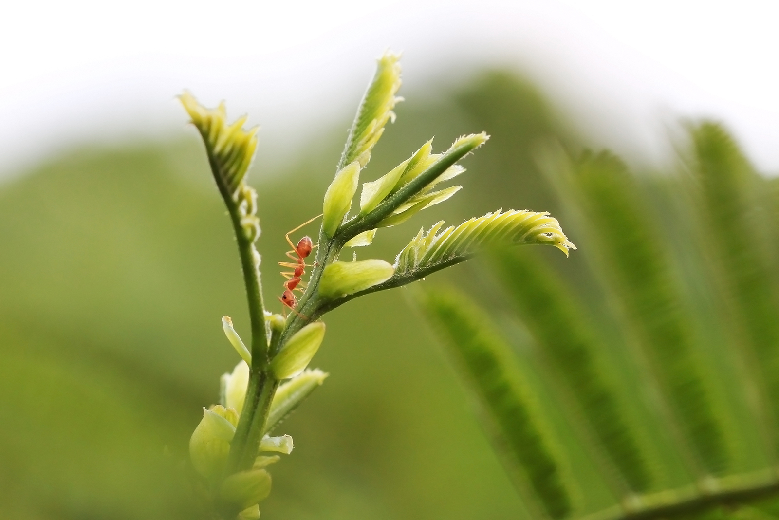 acacia ants