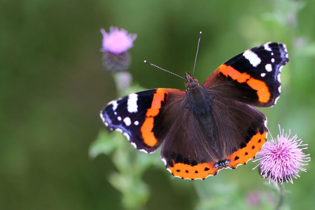 Admiral Butterfly